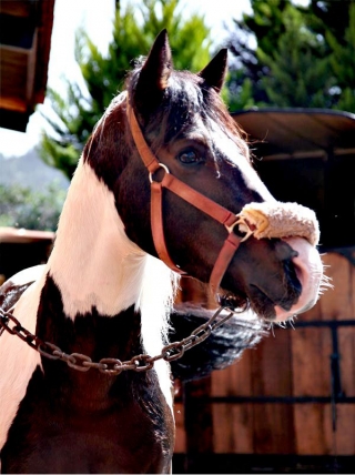 Nuestros caballos